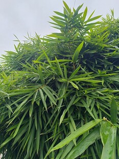 翠绿繁茂的竹子景观