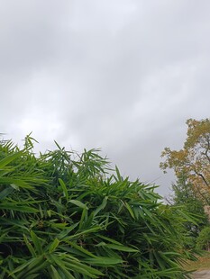 阴天中的繁茂绿植