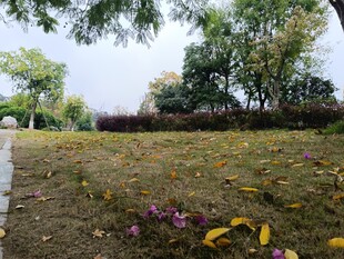 秋日公园草地落叶景致