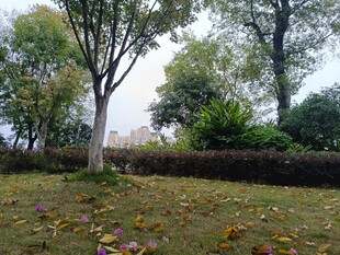 秋日树林落叶静谧景象