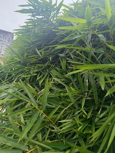 茂盛的绿色植物