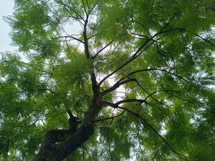 仰视葱郁大树