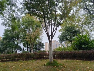 户外绿树环绕的宁静场景