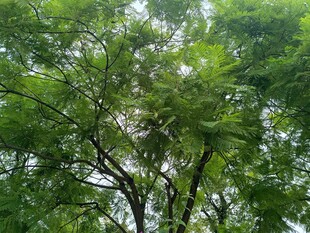 茂密绿树展现自然生机