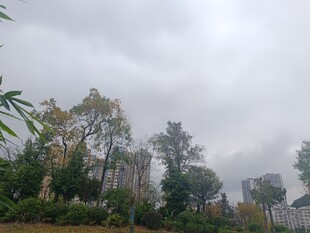 阴天中的城市绿植景观