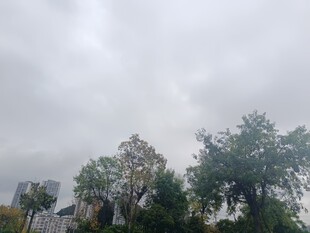 阴天中的树木与建筑物