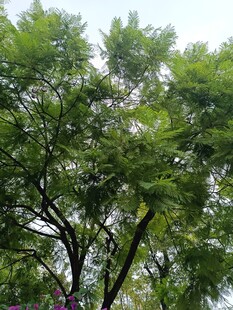 绿叶繁茂的树木景观