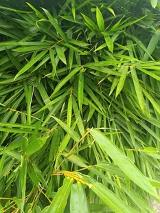 翠绿竹叶特写
