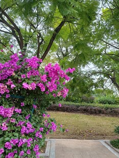 繁花盛开的户外景致