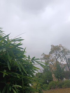 阴天中的绿植与远处建筑