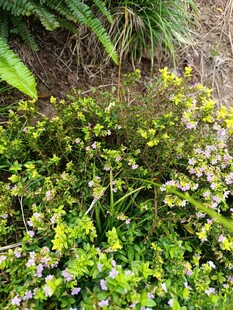 繁茂绿植中的多彩小花