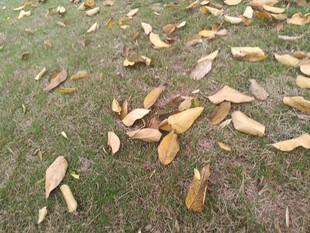 草地上散落的枯黄树叶