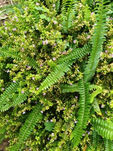 翠绿蕨类植物特写