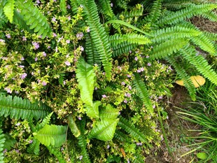 翠绿繁茂的蕨类植物