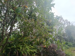 山林间繁茂的绿植景观