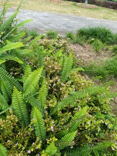 翠绿繁茂的户外植物景观