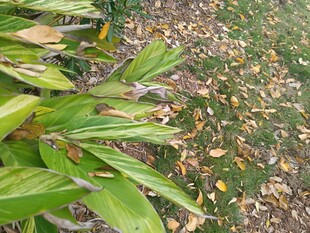 绿叶与落叶的自然景致