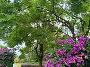 繁花绿树的美丽园林景观