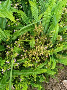 翠绿植物丛中的小花