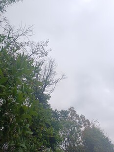 阴天中的茂密树林