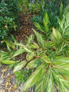 翠绿斑斓的花叶植物