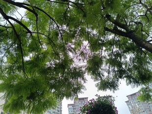 仰视繁茂枝叶与高楼