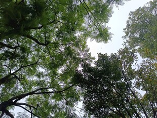 仰视茂密森林树冠