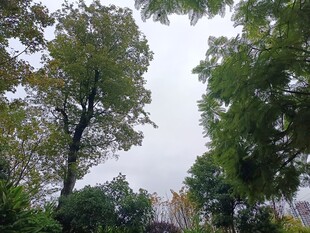 户外繁茂绿树景观