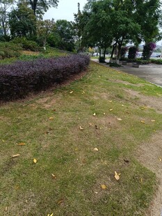 户外草坪与绿植景观