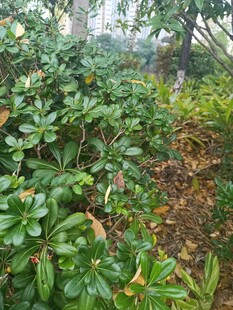 绿意盎然的灌木丛景观