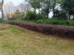 公园中整齐的紫叶灌木景观