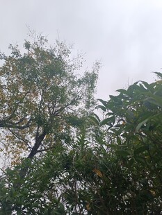 枝叶繁茂的绿树景观