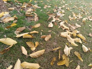 秋日草地落叶美景