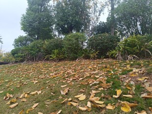 秋日落叶铺就的静谧草地