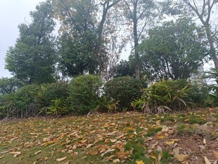 秋日林间落叶景观