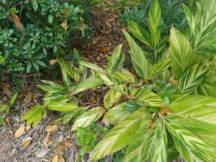 斑斓叶片的绿植特写