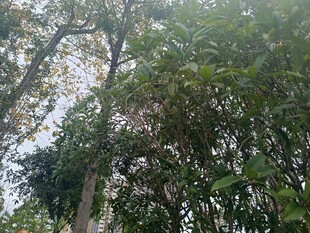 茂密树林中的繁茂枝叶