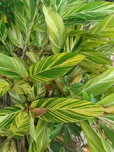 斑斓条纹叶片植物特写