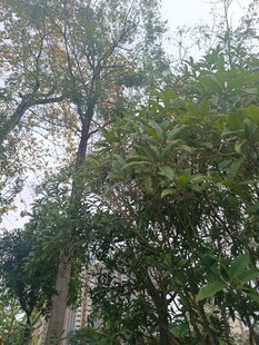 繁茂树林中的高大树木