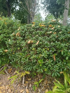 绿叶繁茂的灌木丛景观