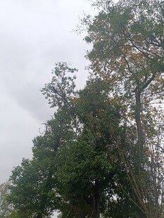 阴天中的繁茂树木