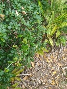 花园中的绿植与落叶