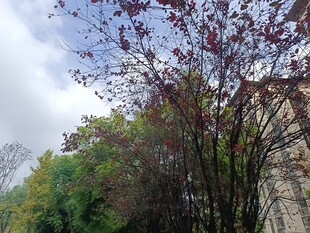 秋日多彩树木与建筑景观