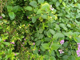 绿叶丛中的粉嫩小花