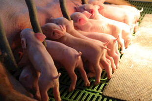 刚出生3天可爱的小乳猪