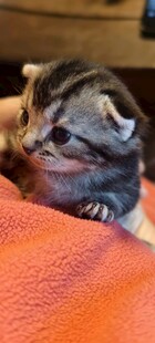 猫咪依偎在橙色毯子上