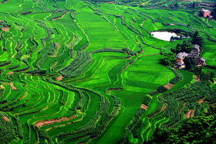 翠绿梯田美景如画