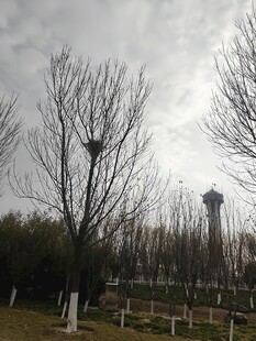 冬日公园的空旷景致