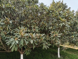 茂盛广玉兰树景观