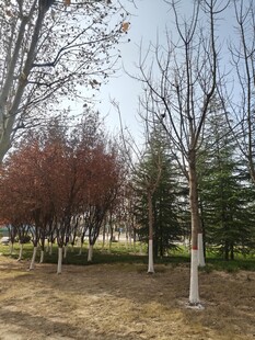 冬日公园树木景观